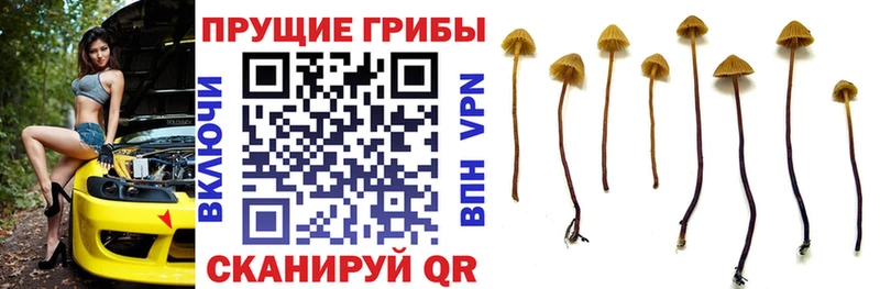 Псилоцибиновые грибы Magic Shrooms  как найти закладки  это Telegram  Новочебоксарск 